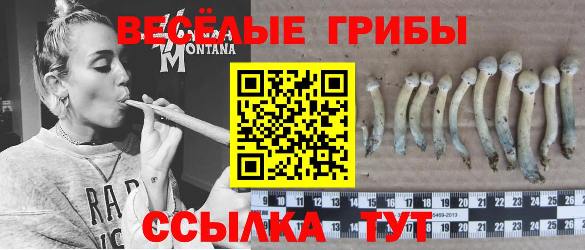 Галлюциногенные грибы Psilocybe Нарьян-Мар